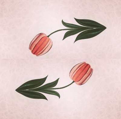 DOĞAL LALE (TULIPPA)