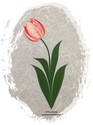 DOĞAL LALE (TULIPPA)