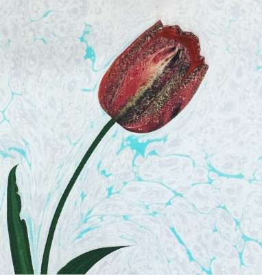 DOĞAL LALE (TULIPPA)