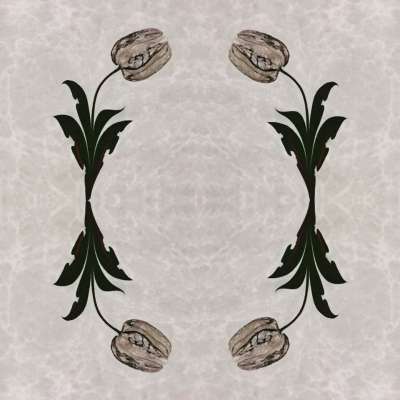 DOĞAL LALE (TULIPPA)