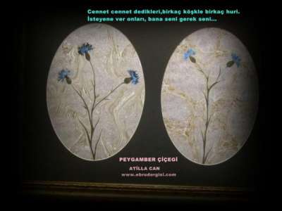 PEYGAMBER ÇİÇEĞİ