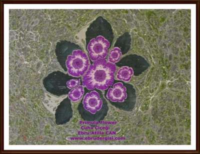 YAZILI-RESİMLİ EBRULAR