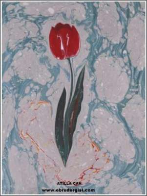 DOĞAL LALE (TULIPPA)