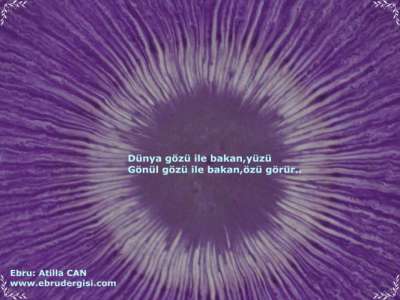 YAZILI-RESİMLİ EBRULAR