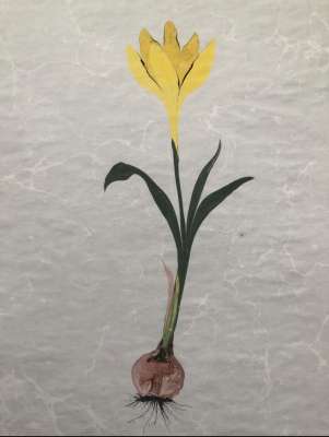 Nevruz-Çiğdem Ebru