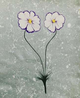 Kozmos Meksika Yıldızı Ebru