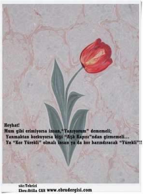 DOĞAL LALE (TULIPPA)